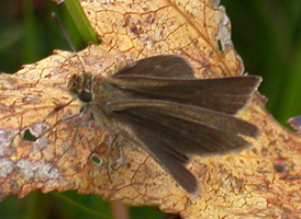 Swarthy Skipper